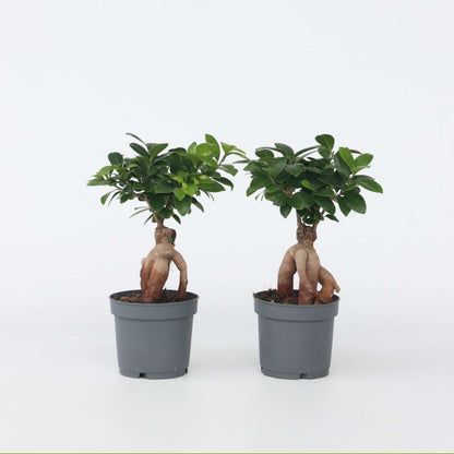Ficus Ginseng - Japanischer Bonsai - 4er-Set