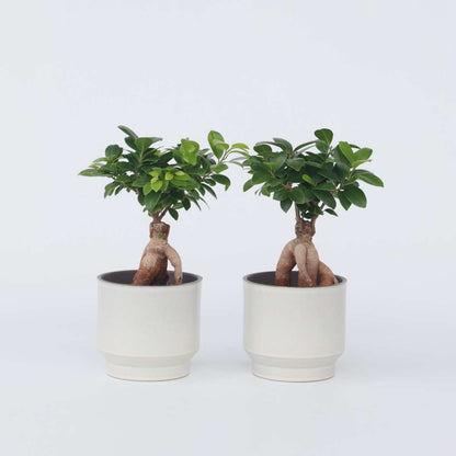 Ficus Ginseng - Japanischer Bonsai - 4er-Set