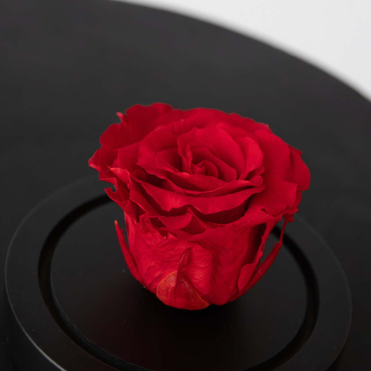 Rosenblüte in Glaskuppel