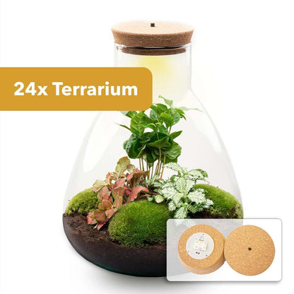 24er Terrarium – Sam Coffea mit Licht – Nachhaltiges Firmengeschenk – ↑ 30 cm – Selbstbau
