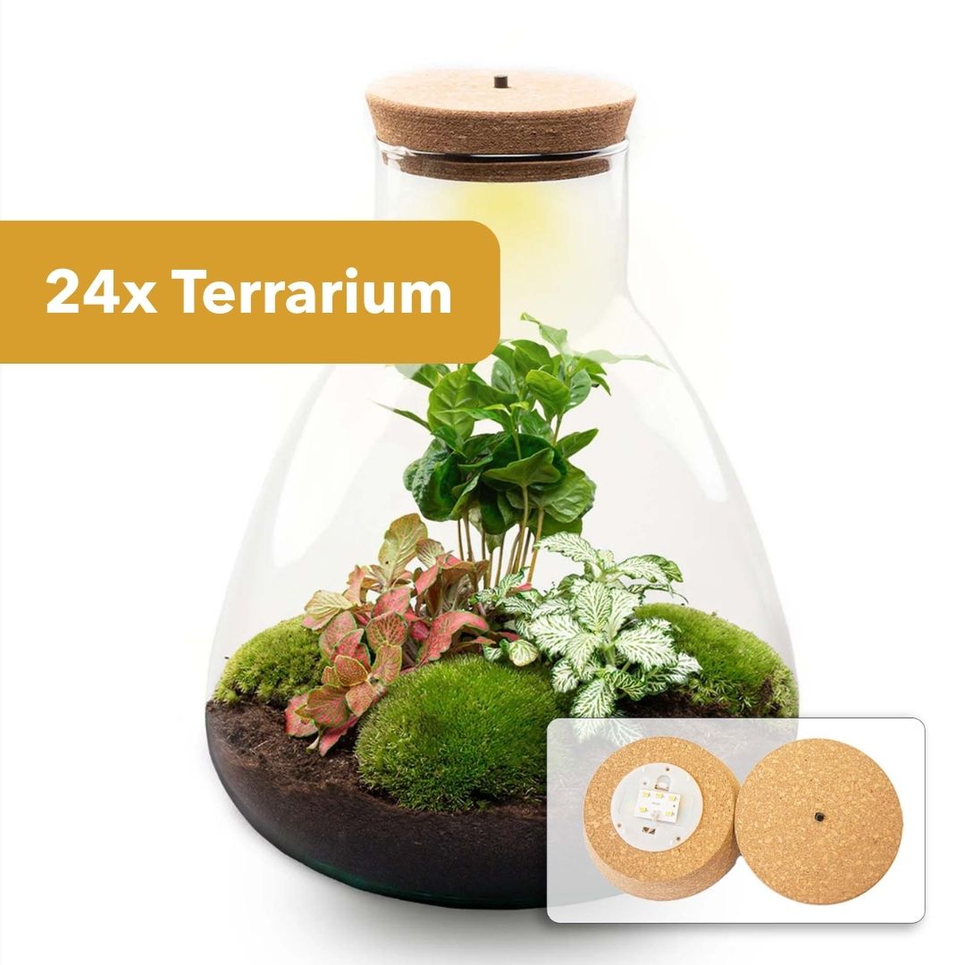 24er Terrarium – Sam Coffea mit Licht – Nachhaltiges Firmengeschenk – ↑ 30 cm – Selbstbau