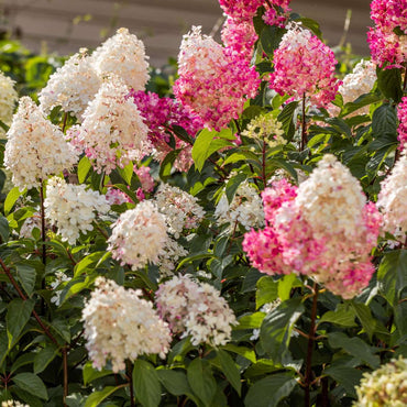 Hortensie - 3er-Mix - Hortensie