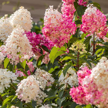 Hortensie - 6er-Mix - Hortensie