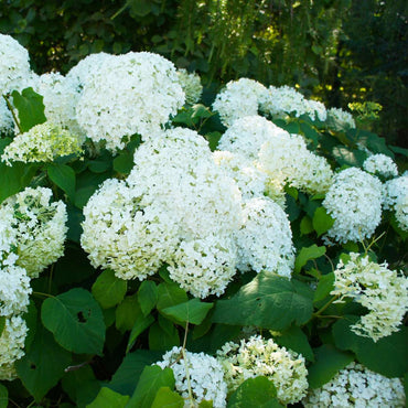 Hortensie „Silver Dollar“ – 3er-Set – Hortensie