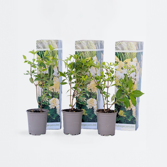 Hortensie „Phantom“ – 3er-Set – Hortensie