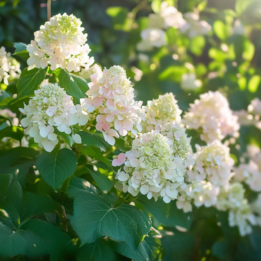 Hortensie „Phantom“ – 3er-Set – Hortensie