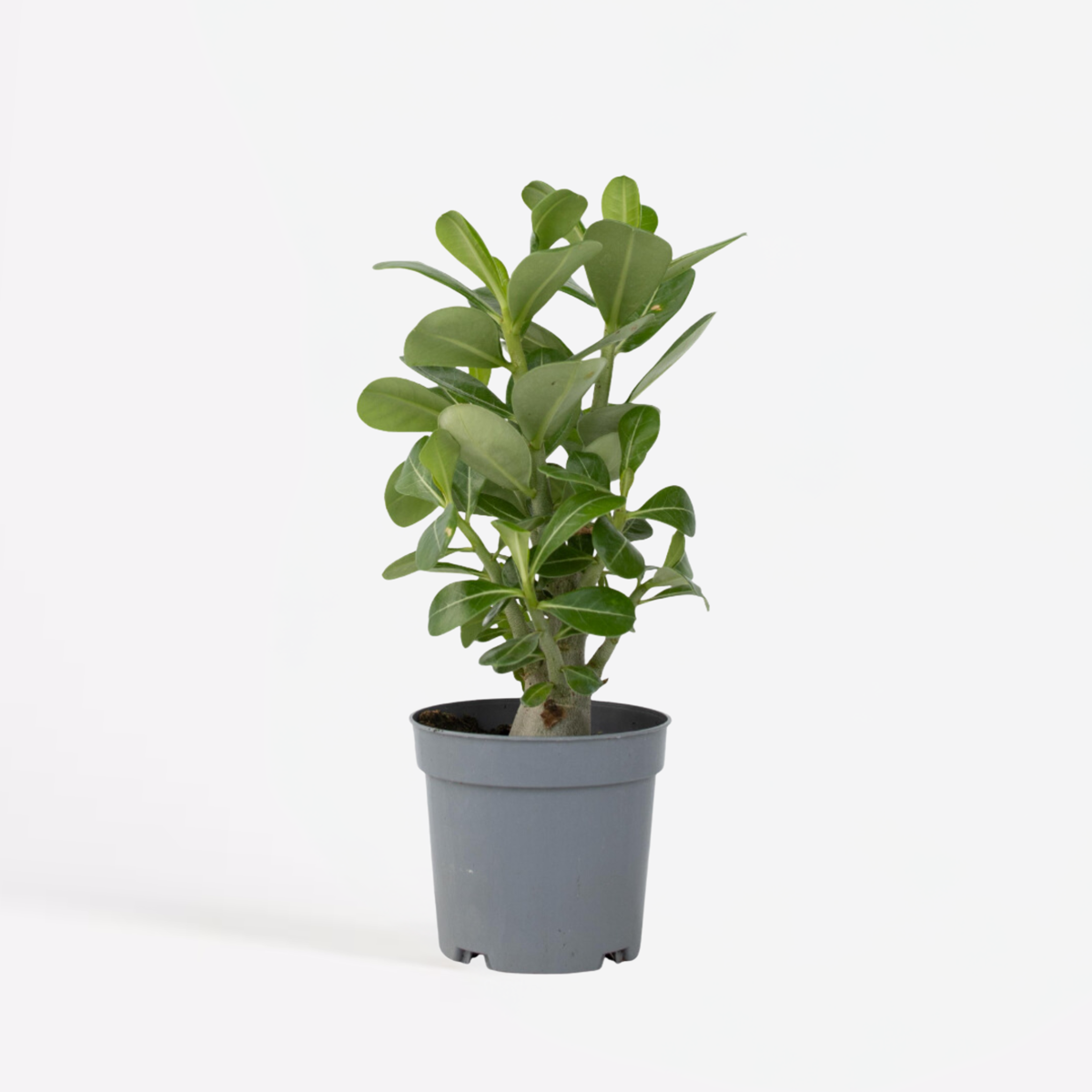 Adenium obesum - Wüstenrose