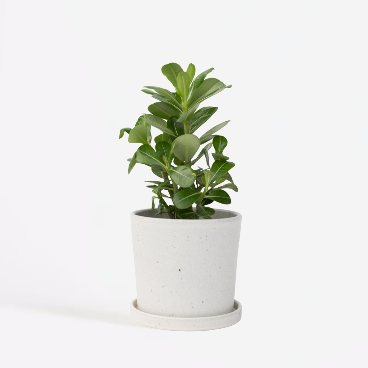 Adenium obesum - Wüstenrose
