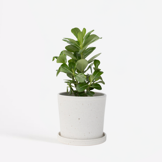 Adenium obesum - Wüstenrose