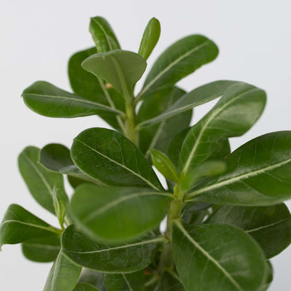 Adenium obesum - 2er-Set - Wüstenrose