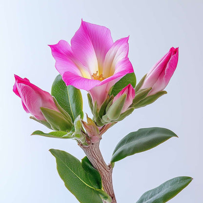 Adenium obesum - 2er-Set - Wüstenrose