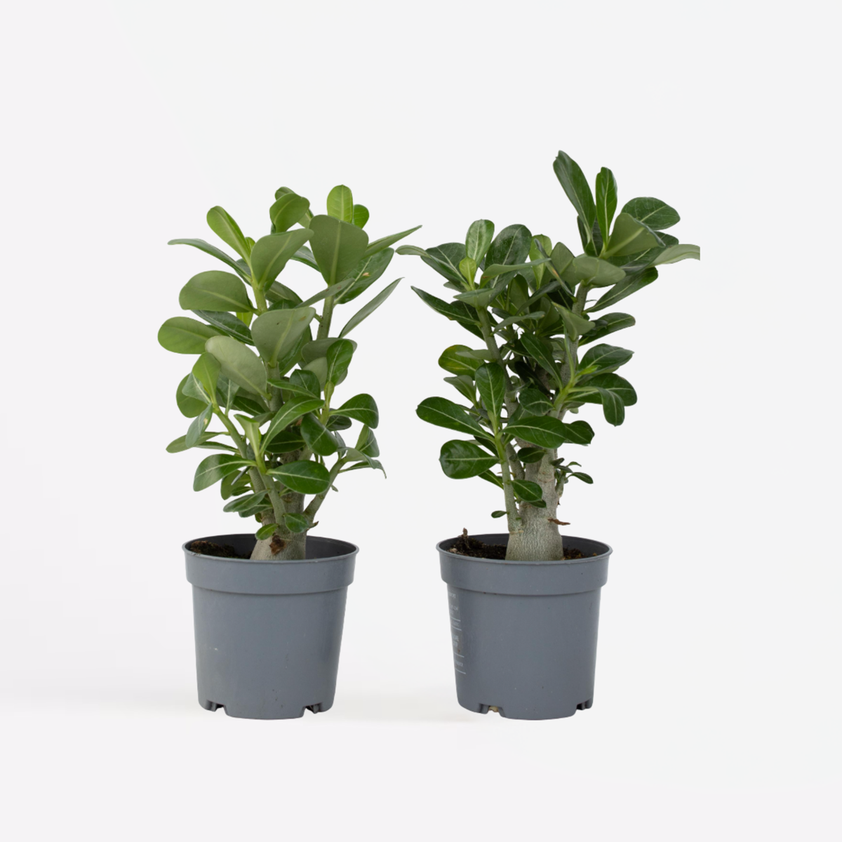 Adenium obesum - 2er-Set - Wüstenrose