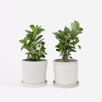 Adenium obesum - 2er-Set - Wüstenrose