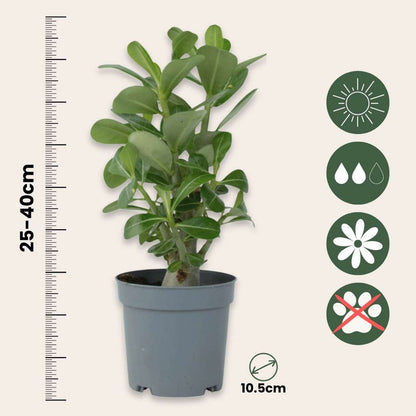 Adenium obesum - 2er-Set - Wüstenrose