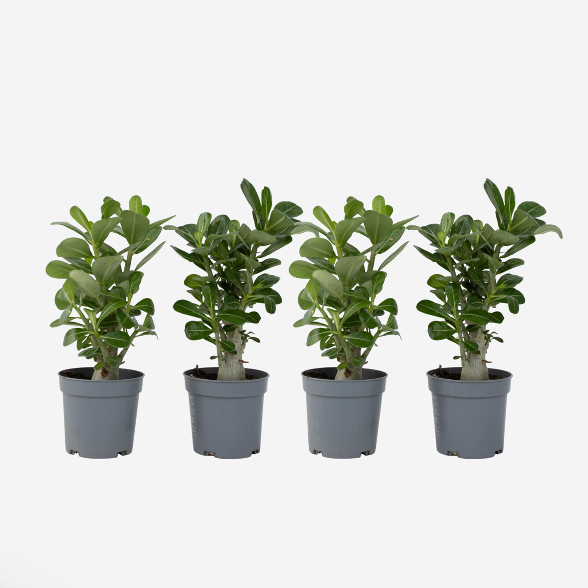 Adenium obesum - 4er-Set - Wüstenrose