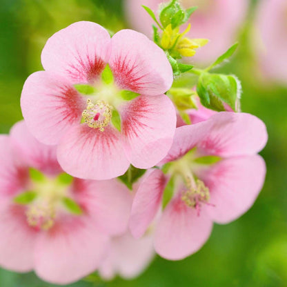 Anisodontea capensis - Malve - 3er-Set - Rosa