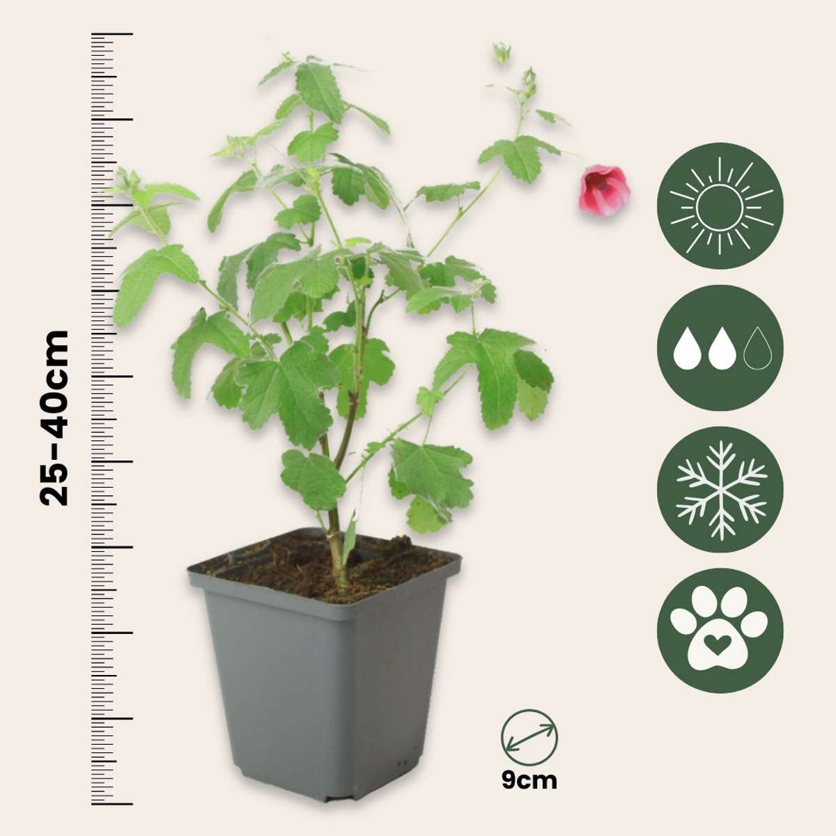 Anisodontea capensis - Kaasjeskruid - Set van 3 - Roze