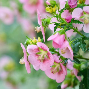 Anisodontea capensis - Malve - 6er-Set - Rosa