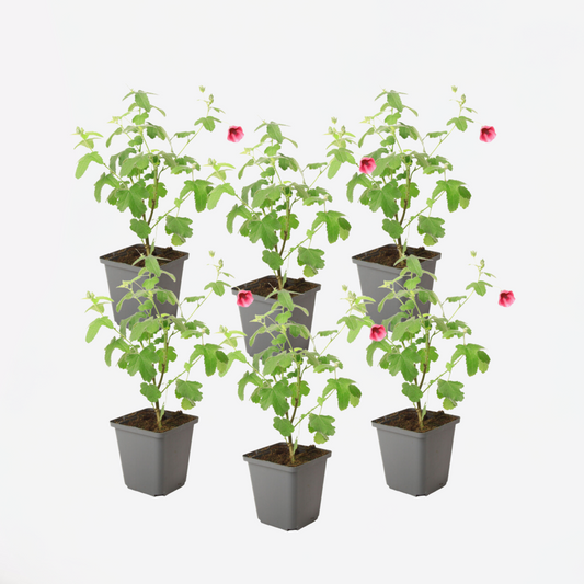 Anisodontea capensis - Malve - 6er-Set - Rosa