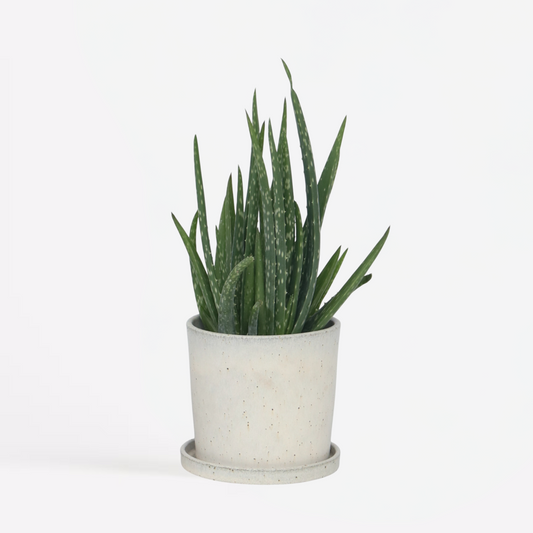Aloe barbadensis - Aloe Vera