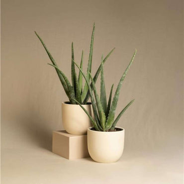 Aloe Vera - 4er Set - Sukkulente