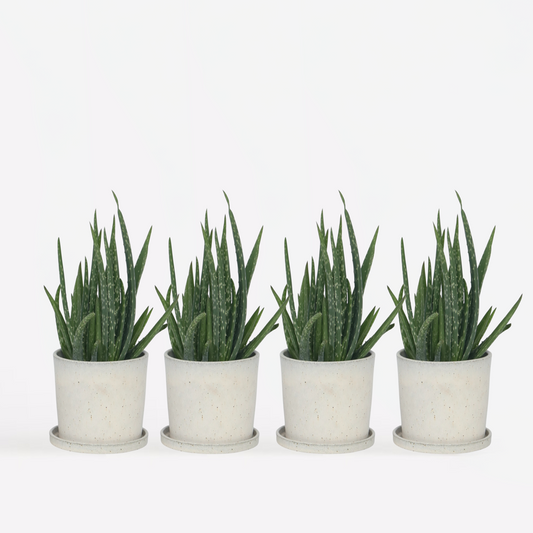 Aloe Vera - 4er Set - Sukkulente