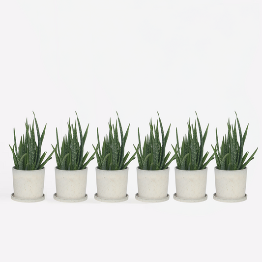 Aloe Vera - 6er Set - Sukkulente
