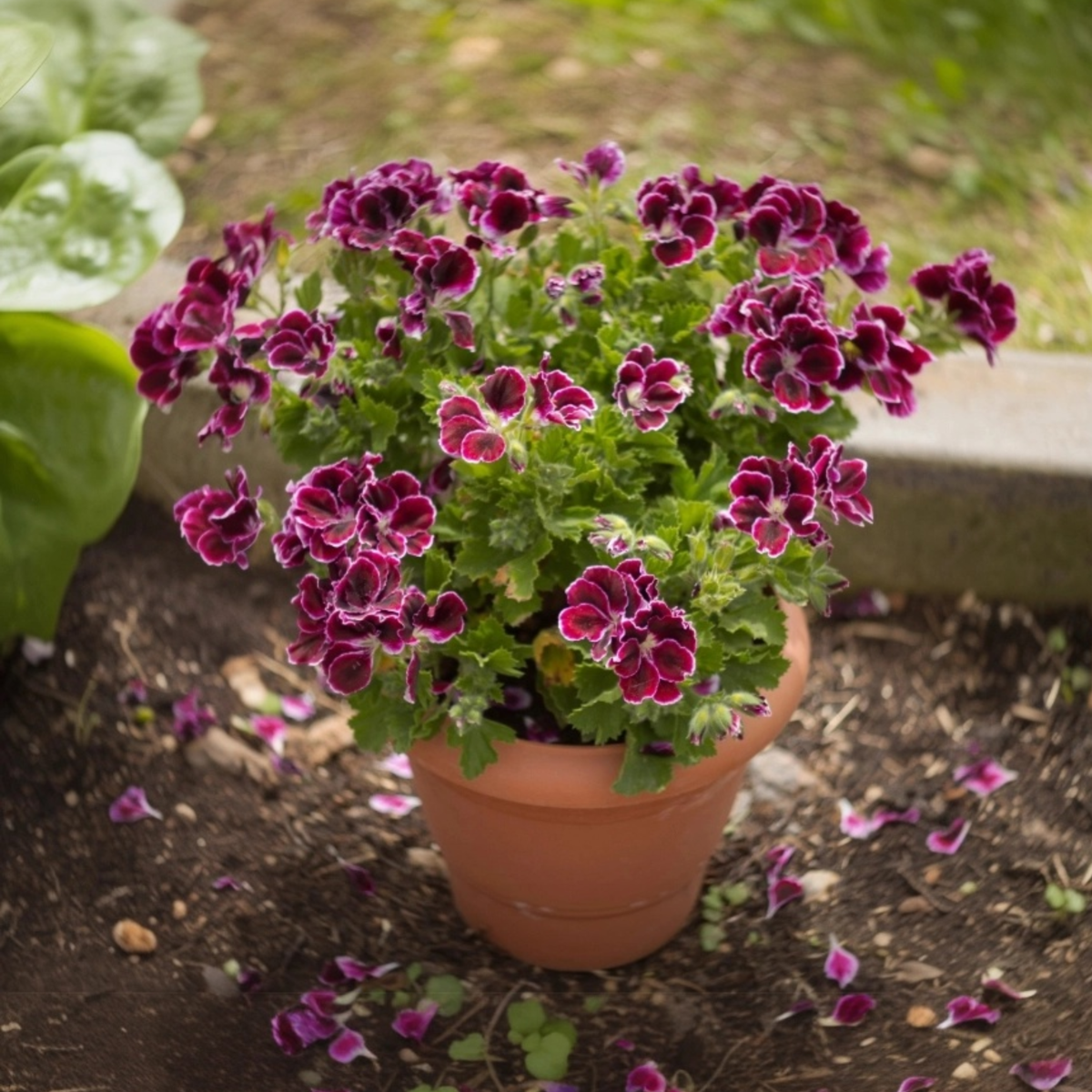 Anti-muggen Geraniums - Set van 6