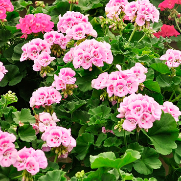 Pelargonium Capitatum 'Anti-Mücken-Pflanze' - 3 Stk.