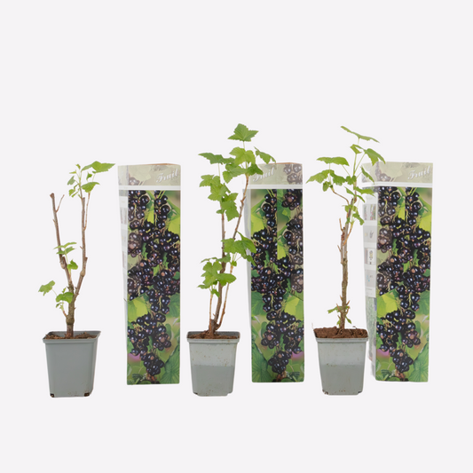 Ribes Nigrum - Set van 3 - Zwarte bes