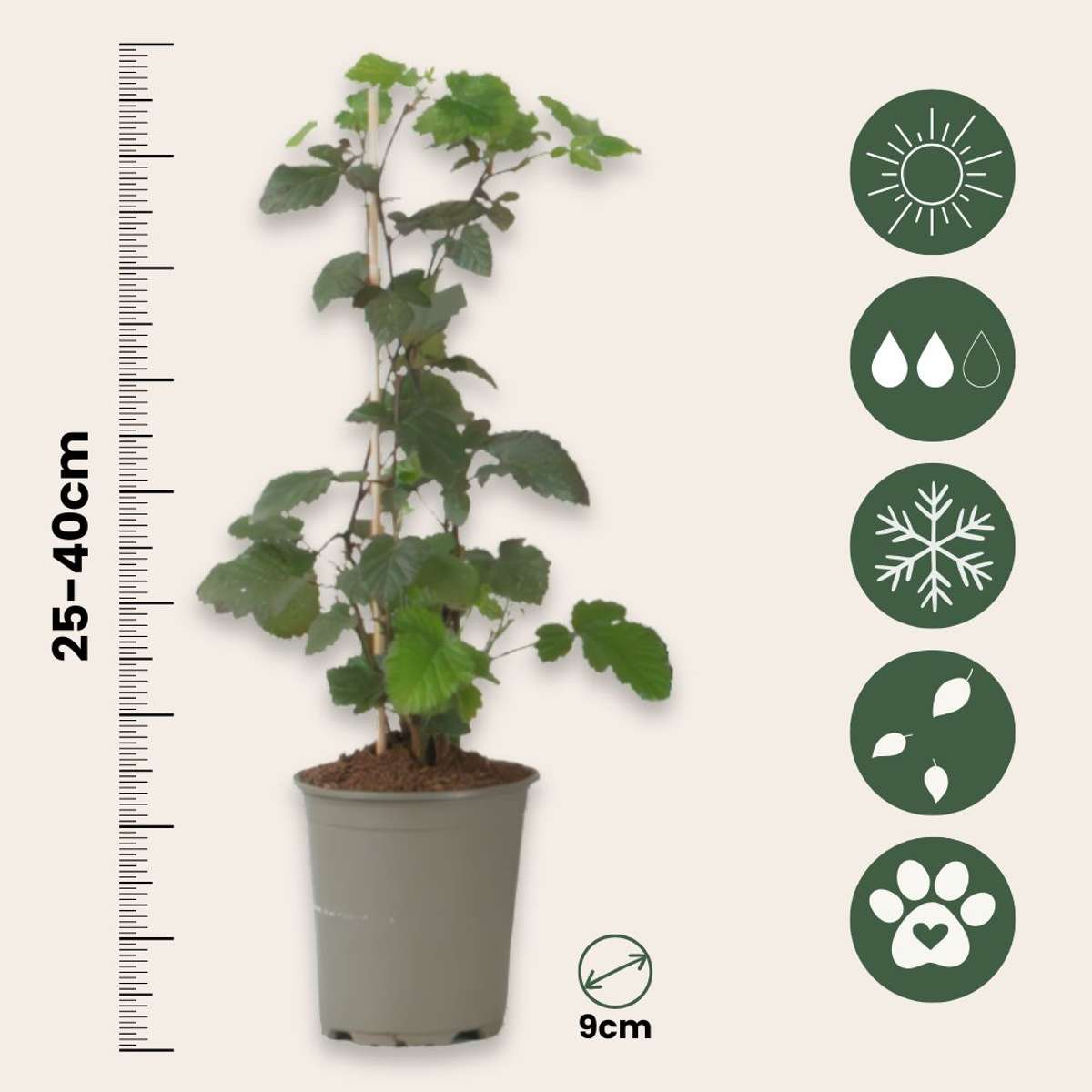 Ribes Nigrum - Set van 3 - Zwarte bes
