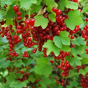 Ribes Rubrum - 3 stuks - Aalbes
