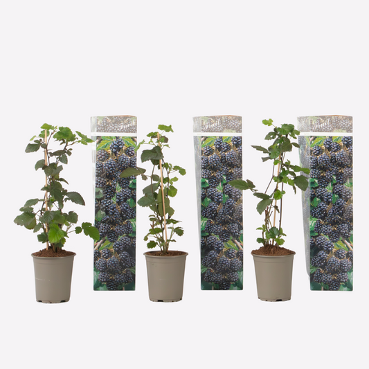 Rubus Thornless - 3 Stück - Brombeerpflanze