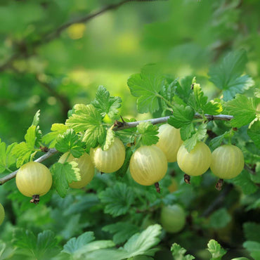 Ribes uva- crispa - Set van 3 - Kruisbes