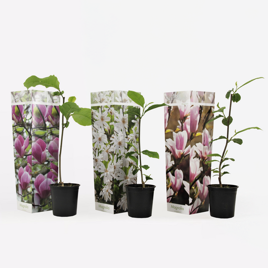 Magnolia - Mix van 3 - Susan, soulangeana, stellata