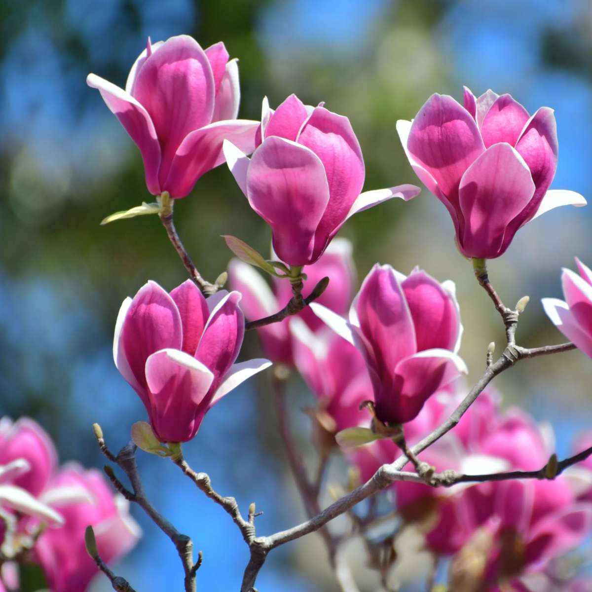 Magnolie – 6er-Mix – Susan, Soulangeana, Stellata