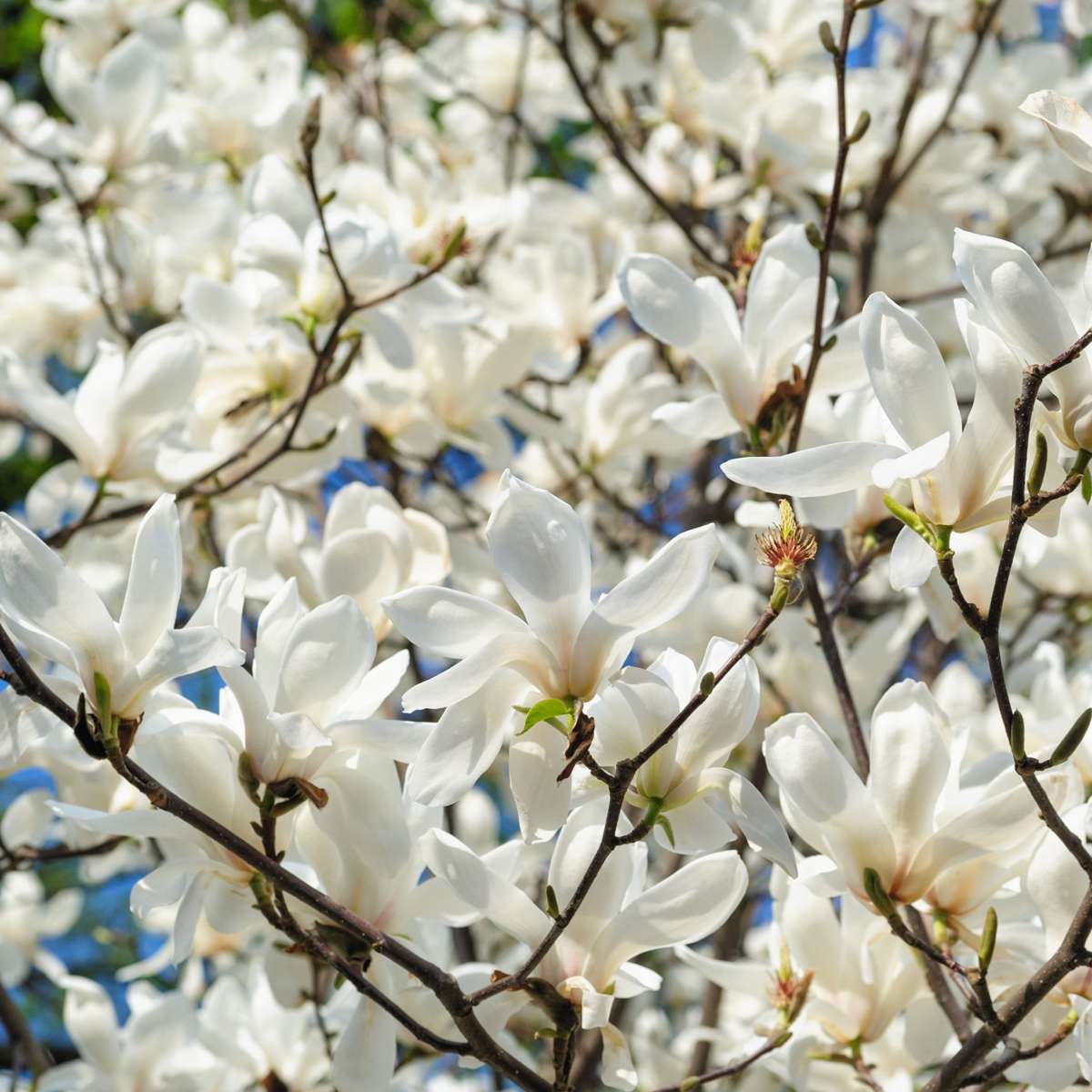 Magnolie – 6er-Mix – Susan, Soulangeana, Stellata