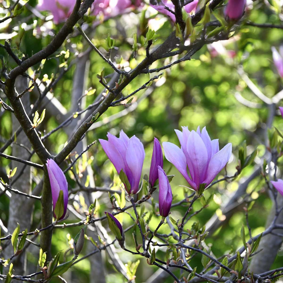 Magnolie – 6er-Mix – Susan, Soulangeana, Stellata