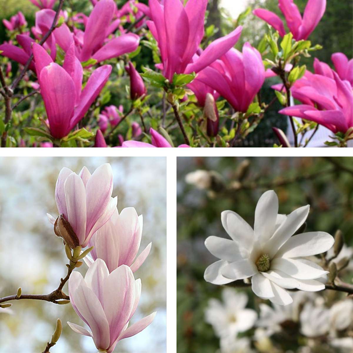 Magnolie – 6er-Mix – Susan, Soulangeana, Stellata