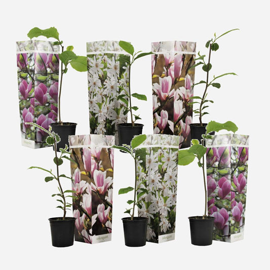 Magnolie – 6er-Mix – Susan, Soulangeana, Stellata