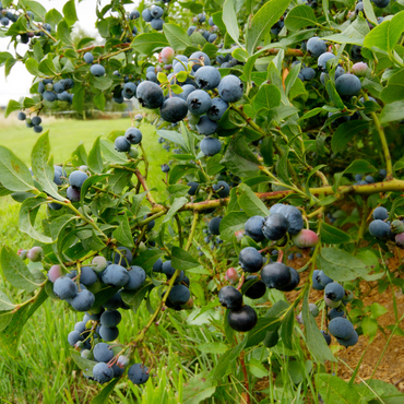 Blauwe bes - Set van 6 - Bessenplant