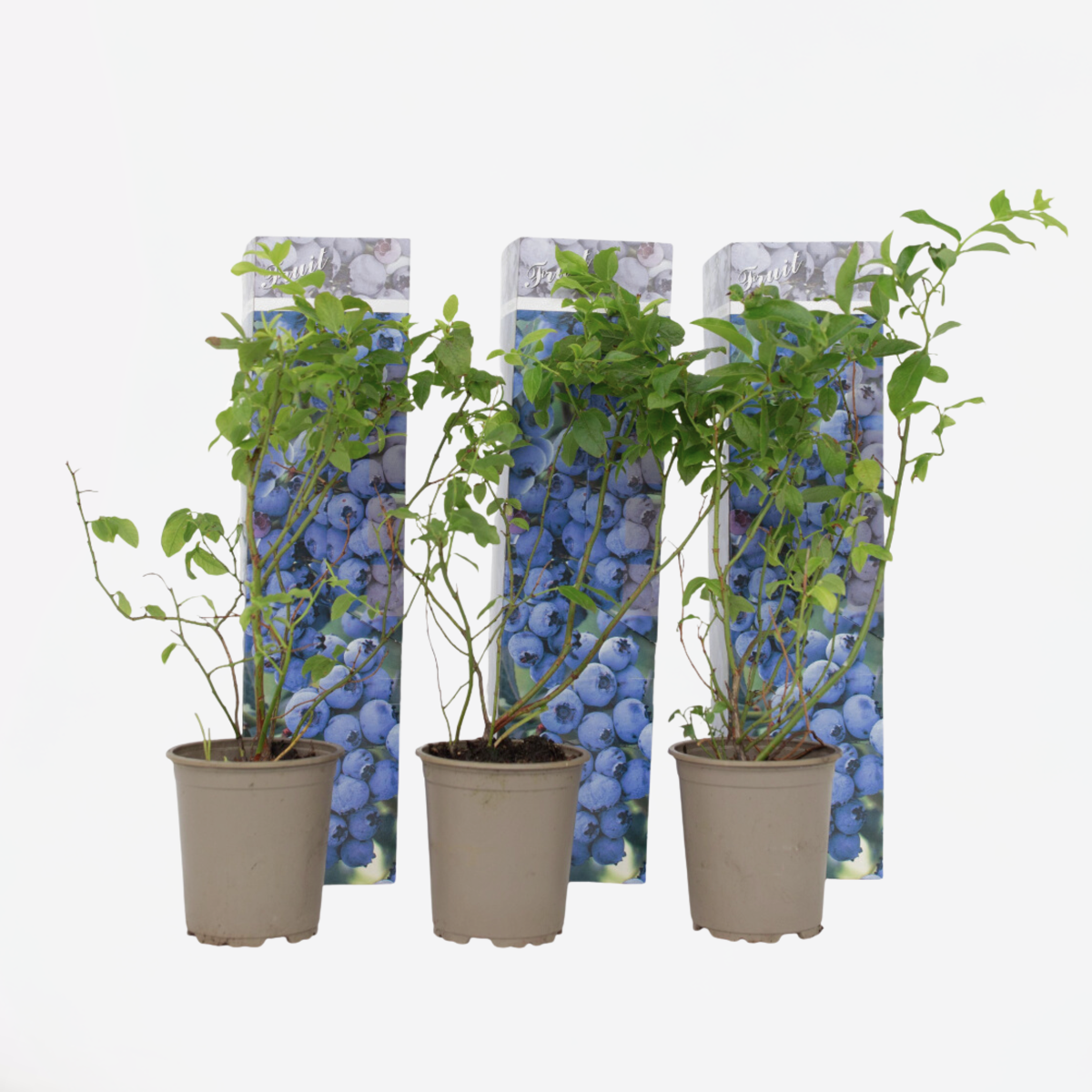 Blaubeere - 3er Set - Beerenpflanze