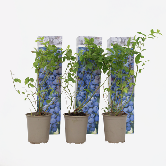 Blaubeere - 3er Set - Beerenpflanze