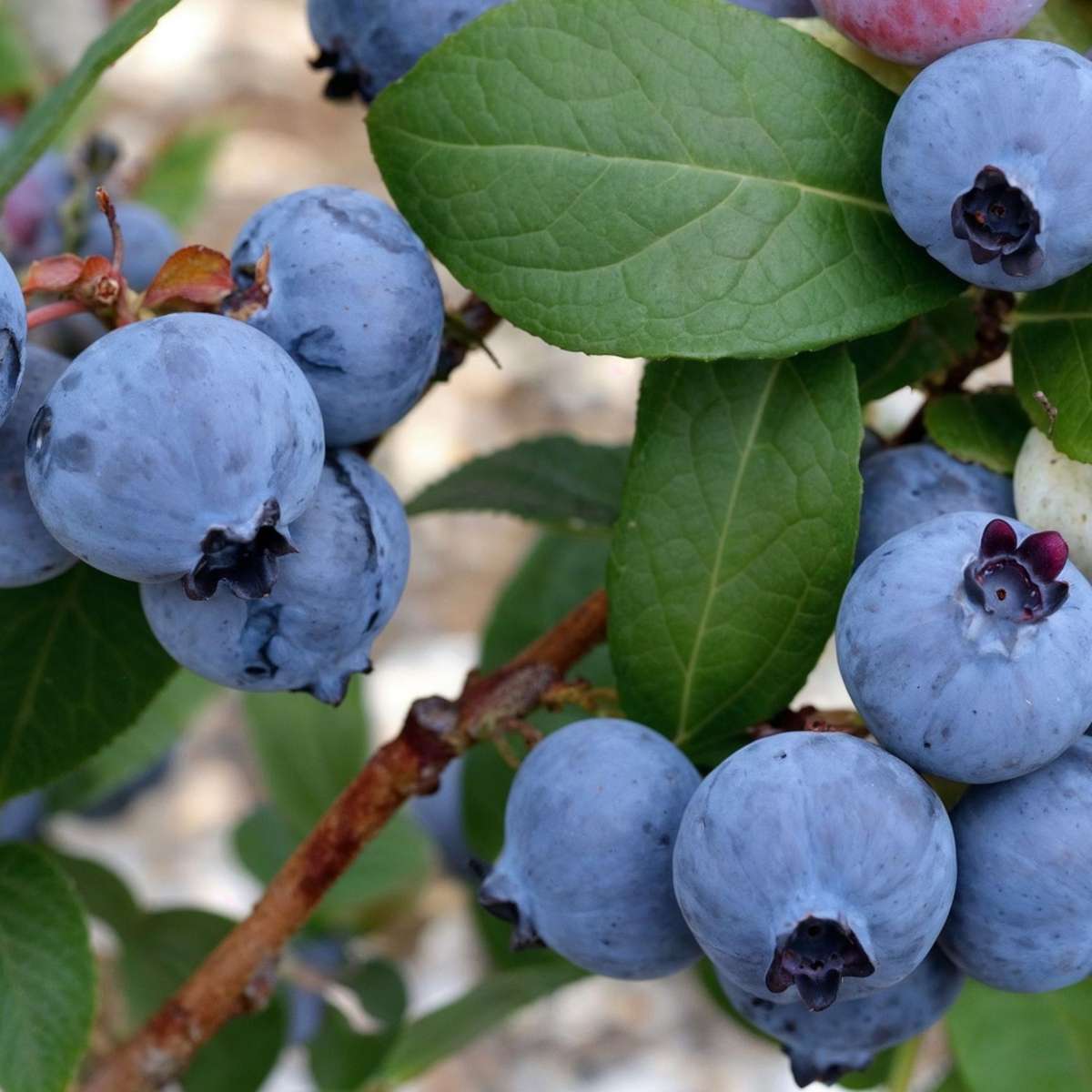 Blauwe bes - Set van 6 - Bessenplant