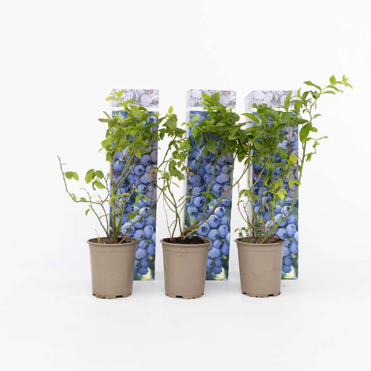 Blauwe bes - Set van 6 - Bessenplant