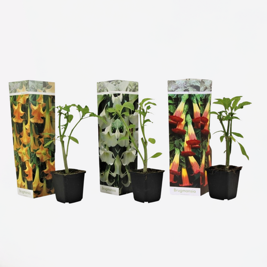 Brugmansia - Mix van 3