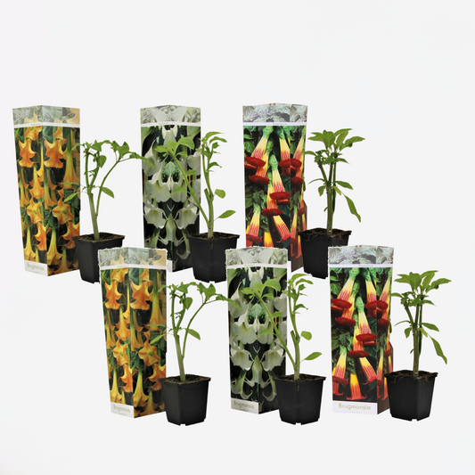Brugmansia - Mix van 6