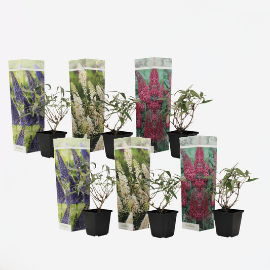 Buddleja - Mix van 6 - Vlinderstruik