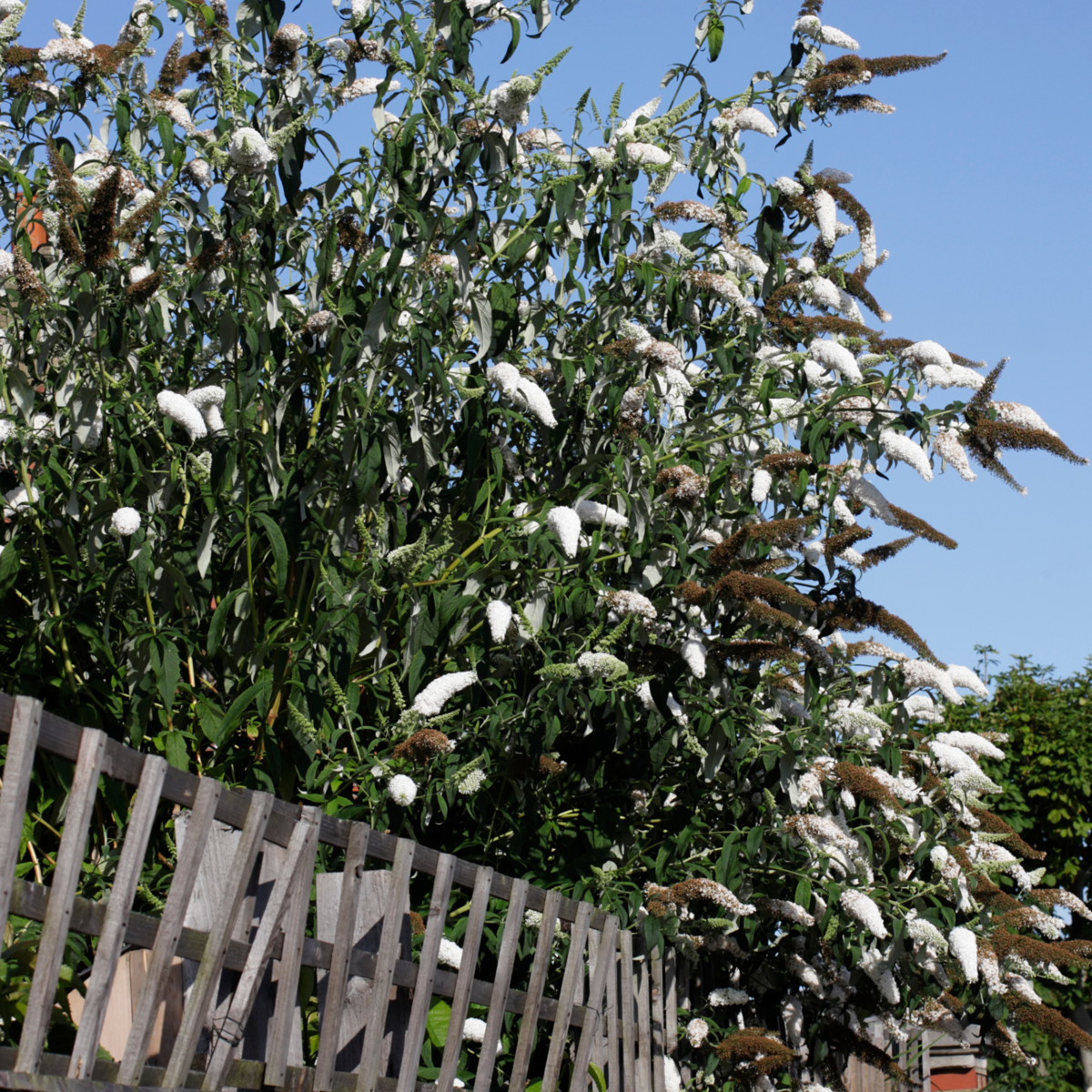Buddleja - Set van 3 - Vlinderstruik - Wit