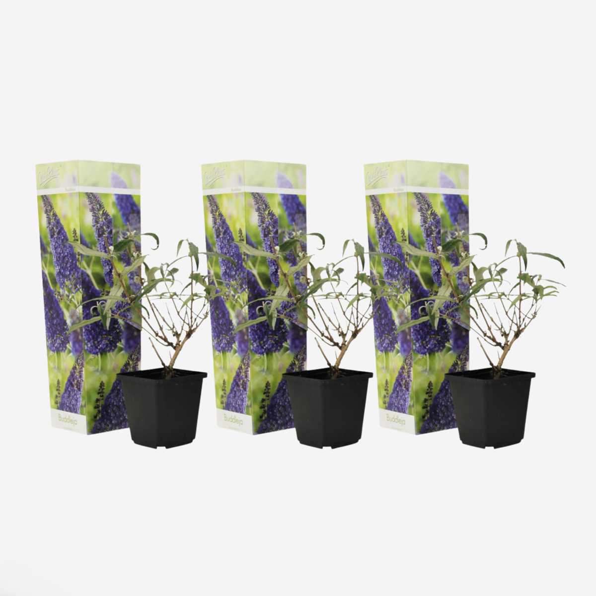 Buddleja - Vlinderstruik - Set van 3 - Paars